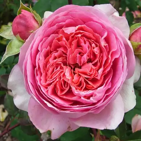 Comanda trandafiri online - Roz - trandafir nostalgic - trandafir cu parfum discret - Rosa Amandine Chanel - Dominique Massad - ,-